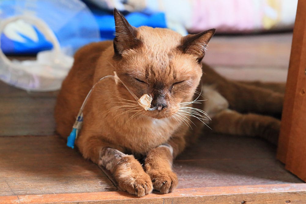 A cat resting indoors with a feeding tube in place, illustrating supportive care and treatment during cancer management in pets.