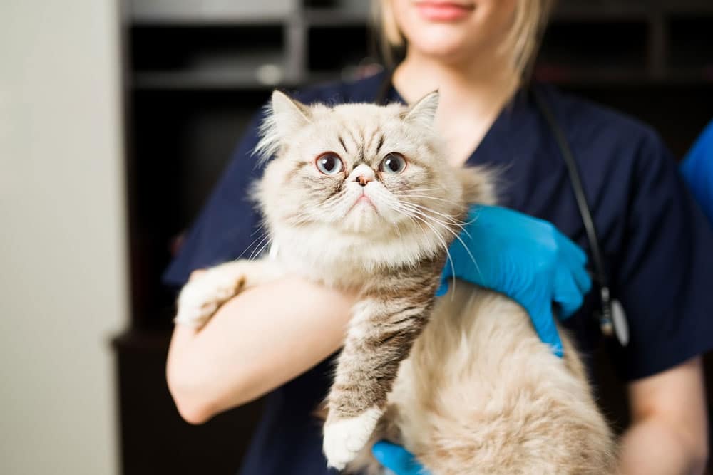 A fluffy, light-colored cat with blue eyes is being held by a veterinary professional wearing blue scrubs and gloves.
