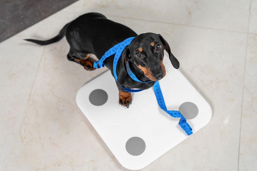 Dachshund standing on a weight scale during veterinary checkup.