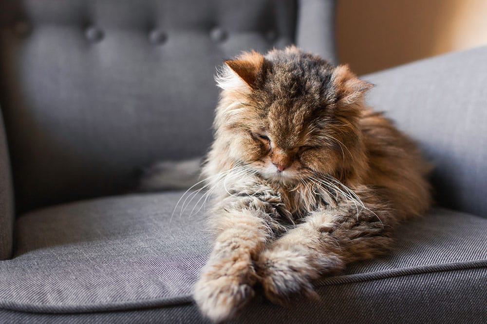 A fluffy, long-haired tabby cat with its eyes closed rests peacefully on a grey upholstered armchair.