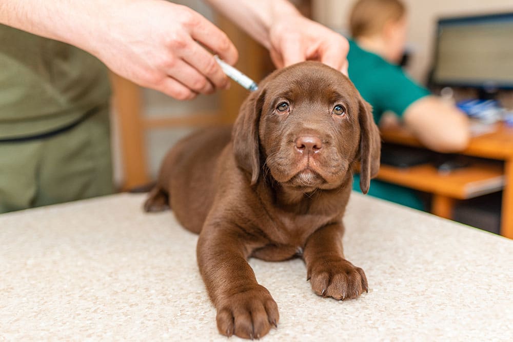 A veterinarian prepares to give an injection to a brown puppy lying on an exam table during a routine vaccination appointment.