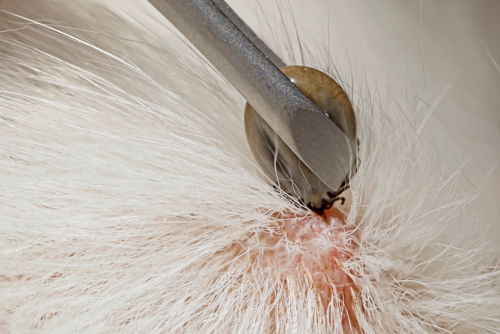 Close-up of tweezers removing a tick from skin, illustrating precise handling techniques used in biological sample collection and diagnostic testing.