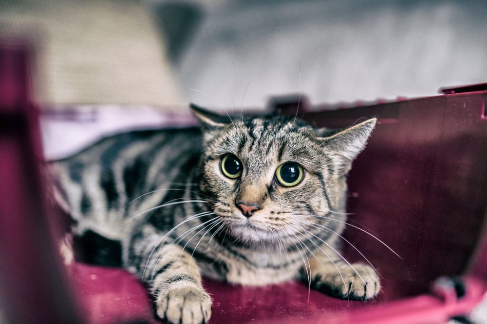 A wide-eyed tabby cat with flattened ears sits inside a purple pet carrier, looking anxious.