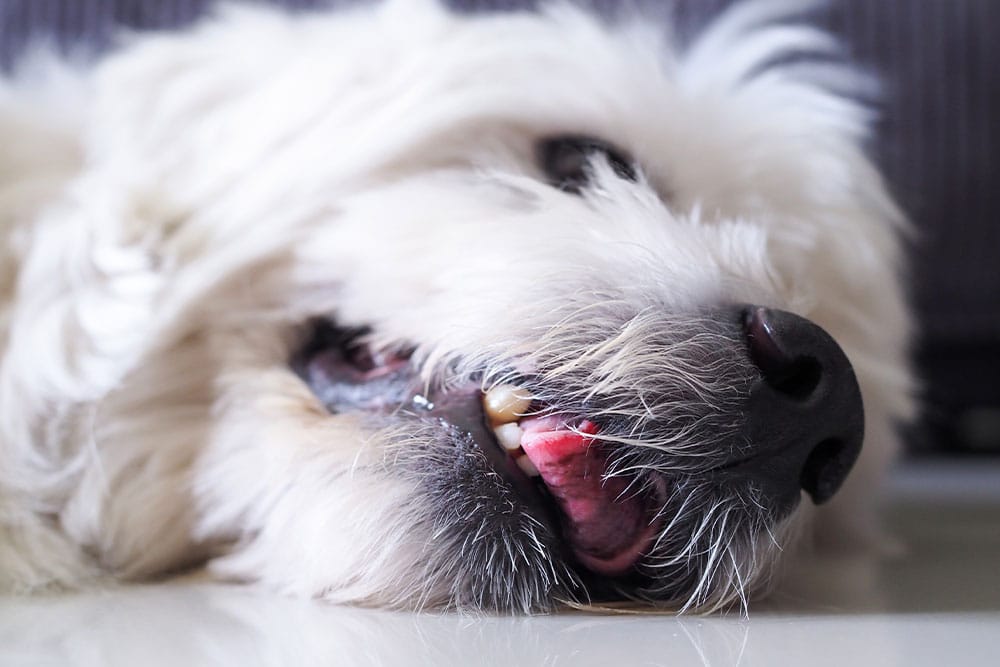 Dog recovering and breathing normally after seizure episode.