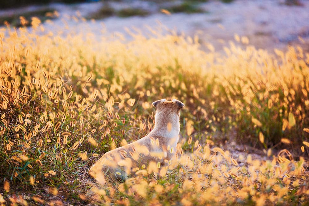 Back-facing view of a small, light-colored dog sitting in a field of tall, golden grass during sunset. The warm light creates a soft glow around the dog and the surrounding foliage.